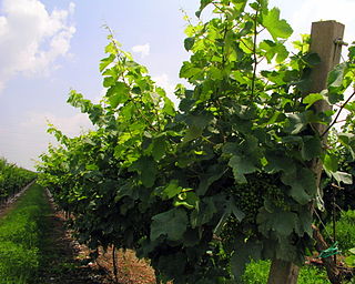 Glera (grape) Variety of grape