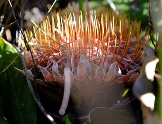 <i>Protea scolopendriifolia</i> Species of flowering plant in the family Proteaceae