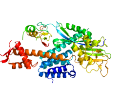 Представлено на основе PDB 3DPL.