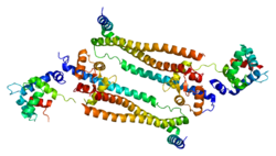 Protein TNNT2 PDB 1j1d.png