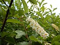 Thumbnail for File:Prunus virginiana - chokecherry - Flickr - Matt Lavin (3).jpg