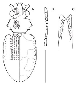 Psammoecus spinosus