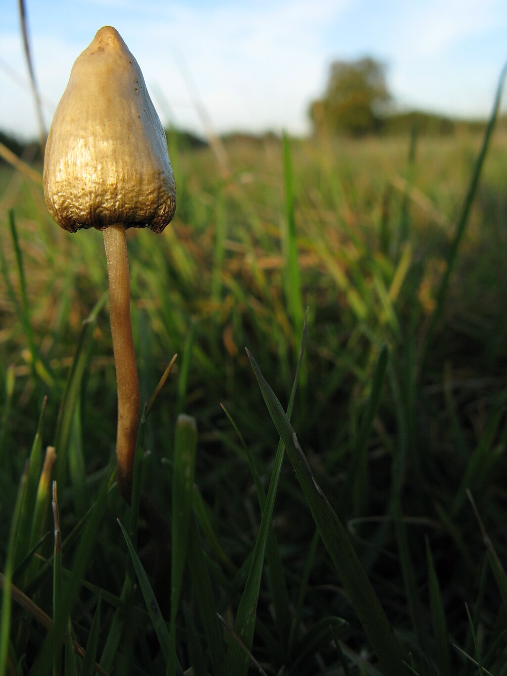 Psilocybe semilanceata mushroom in field