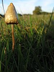 Psilocybe semilanceata mushroom in field.jpg