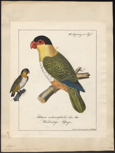 File:Psittacus melanocephalus - 1700-1880 - Print - Iconographia Zoologica - Special Collections University of Amsterdam - UBA01 IZ18600073.tif
