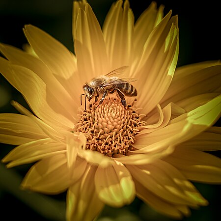 Honey bee on a yellow flower. Photo by Henryk Niestrój