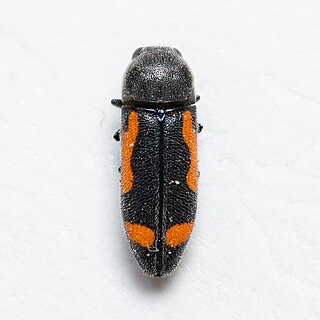 <i>Ptosima laeta</i> Species of beetle