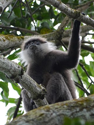 <span class="mw-page-title-main">Western purple-faced langur</span> Subspecies of Old World monkey