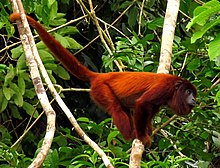 Purus Red Howler Monkey.jpg