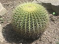 Echinocactus grusonii