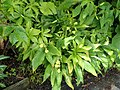 Pyrgophyllum yunnanense - Flickr - peganum (7).jpg