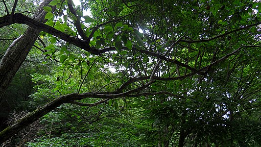 한국어: 산돌배나무