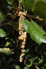 Thumbnail for File:Quercus agrifolia-12.jpg