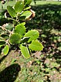 Quercus coccifera Coscoja Autor: Paula Rodil Lamas