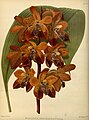 Houlletia brocklehurstiana Plate 337 in: R.Warner - B.S.Williams: The Orchid Album (1882-1897)