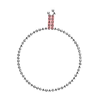 <span class="mw-page-title-main">Small nucleolar RNA SNORD113</span>