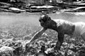 Ralph F. Palumbo collecting algae specimens in the shallow water of Bikini Lagoon (4724939442).jpg