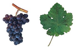 Ramisco Variety of grape
