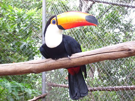 Fail:Ramphastos toco5.jpg