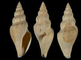 <i>Raphitoma costellata</i> Extinct species of gastropod