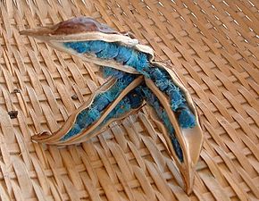 Blue seeds of the Ravenala tree from Madagascar