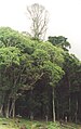 Giant Red Cedar, Lamington National Park, Qld