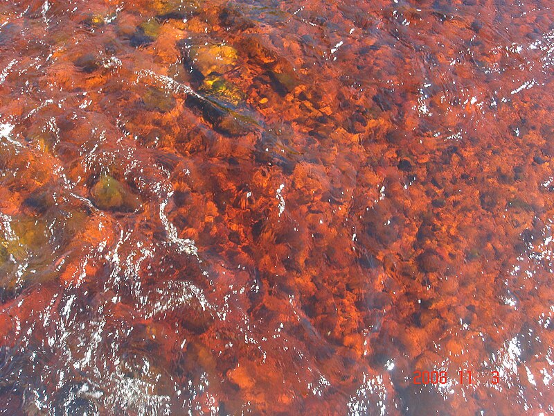 File:Red water 20081103.JPG