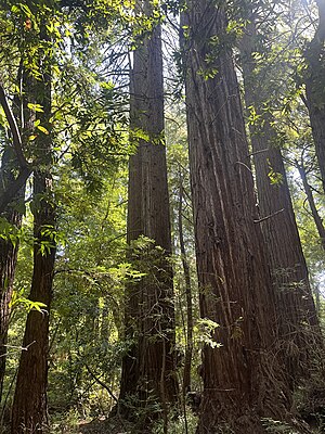 Redwood Trees.jpg