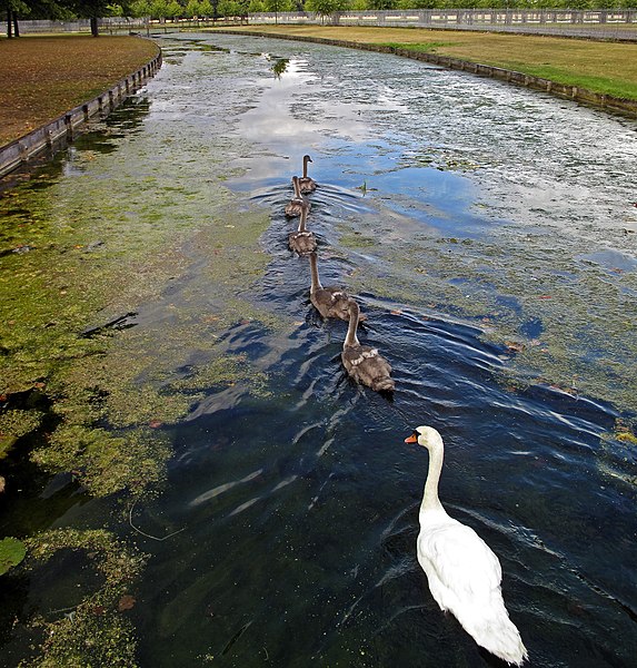 File:Regal swans, Hampton Court Palace. - panoramio.jpg