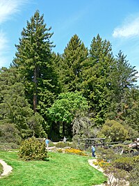 Redwoods shading the forest area of the garden. Regional Parks Botanic Garden trees.jpg