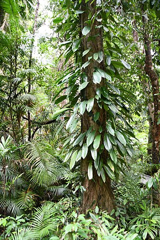 <i>Rhaphidophora australasica</i> Species of plant in the family Araceae