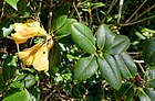 Rhododendron cinnabarinum - Caerhayes Castle gardens - Cornwall, England - DSC03198.jpg