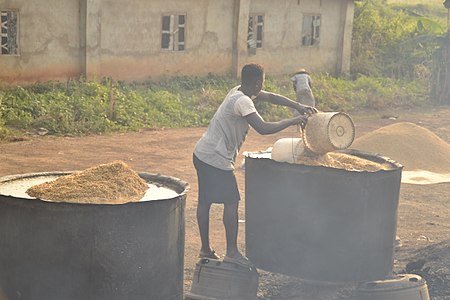 Woman soaking the paddy rice