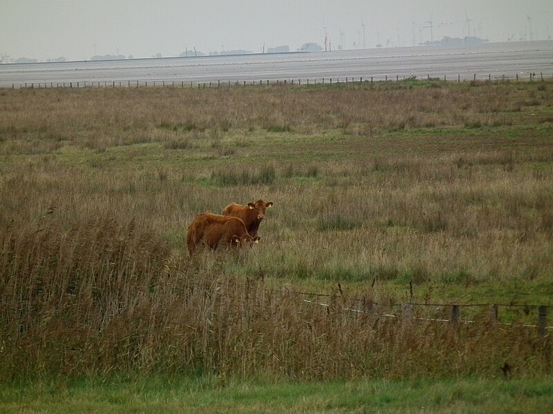 File:Rindviecher auf der Salzwiese.JPG