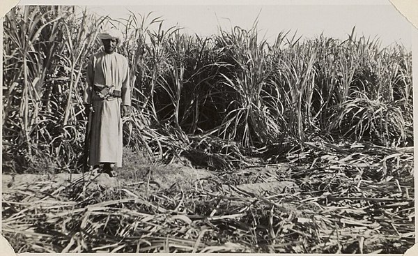 Sugar cane grown using the Rizat irrigation system in Dhofar Governorate, dated 1948