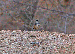 <span class="mw-page-title-main">Rockrunner</span> Species of bird