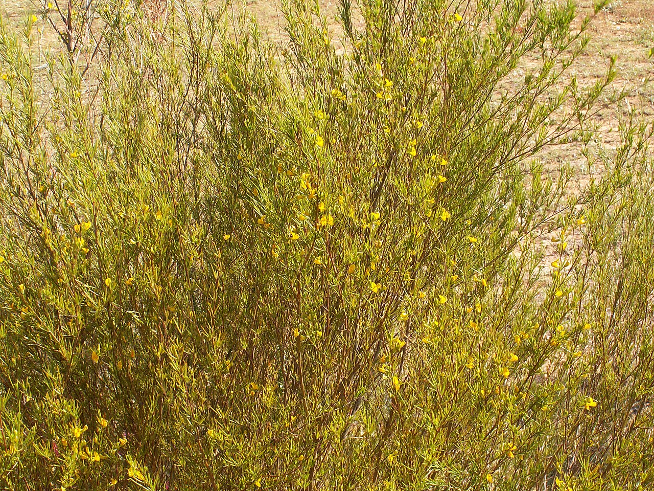 Rooibos (Aspalathus linearis)PICT2813.JPG