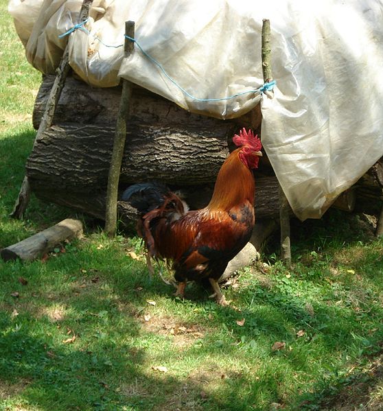 File:Rooster 1.JPG