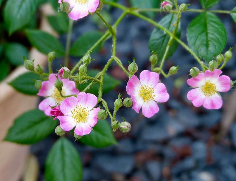 File:Rosa 'Mozart' 2.jpg