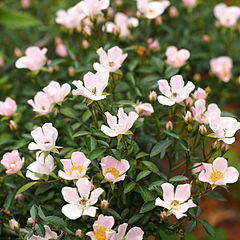 File Rose Nozomi バラ のぞみ Jpg Wikimedia Commons