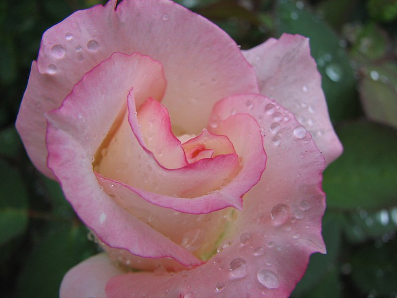 File:Rose (224527065).jpg