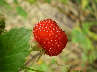 <i>Rubus probus</i> Berry and plant