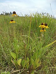 Growing wild in Arkansas Rudbeckia grandiflora.jpg