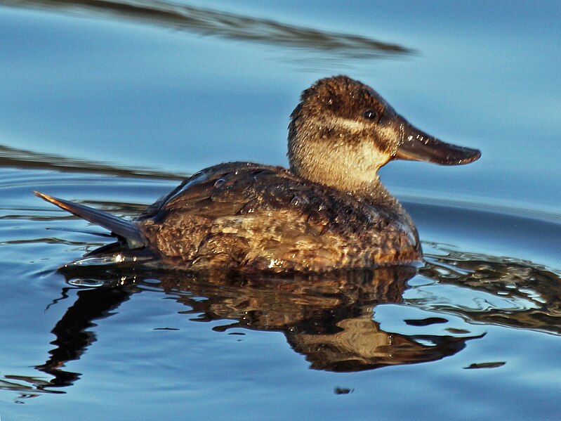 File:Ruddy Duck (Oxyura jamaicensis) RWD.jpg
