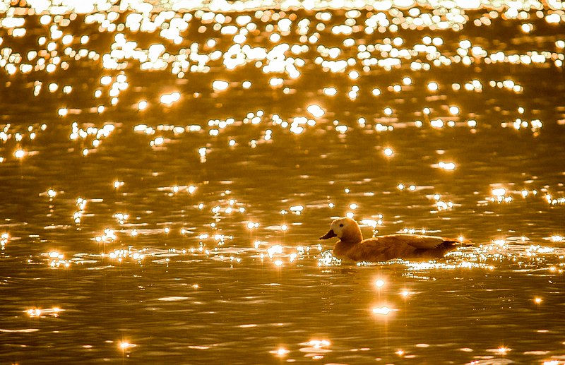 File:Ruddy shell duck.jpg