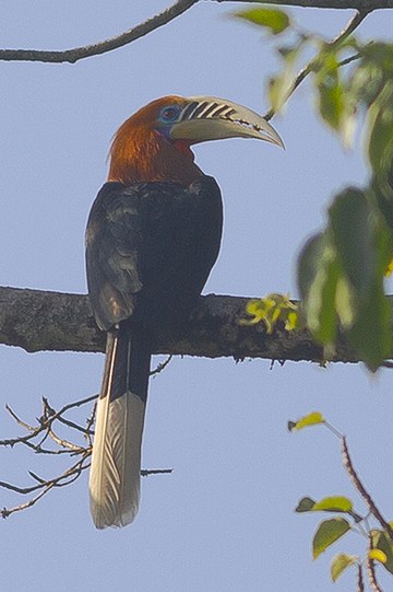 Rufous-necked hornbill