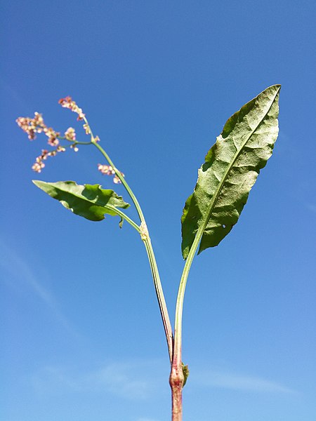 File:Rumex acetosa (subsp. acetosa) sl11.jpg