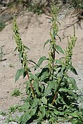 Gemüse-Ampfer in Frankreich (Rumex longifolius)