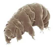 SEM image of Milnesium tardigradum in active state - journal.pone.0045682.g001-2 (white background).png