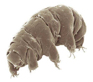 Tardigrade